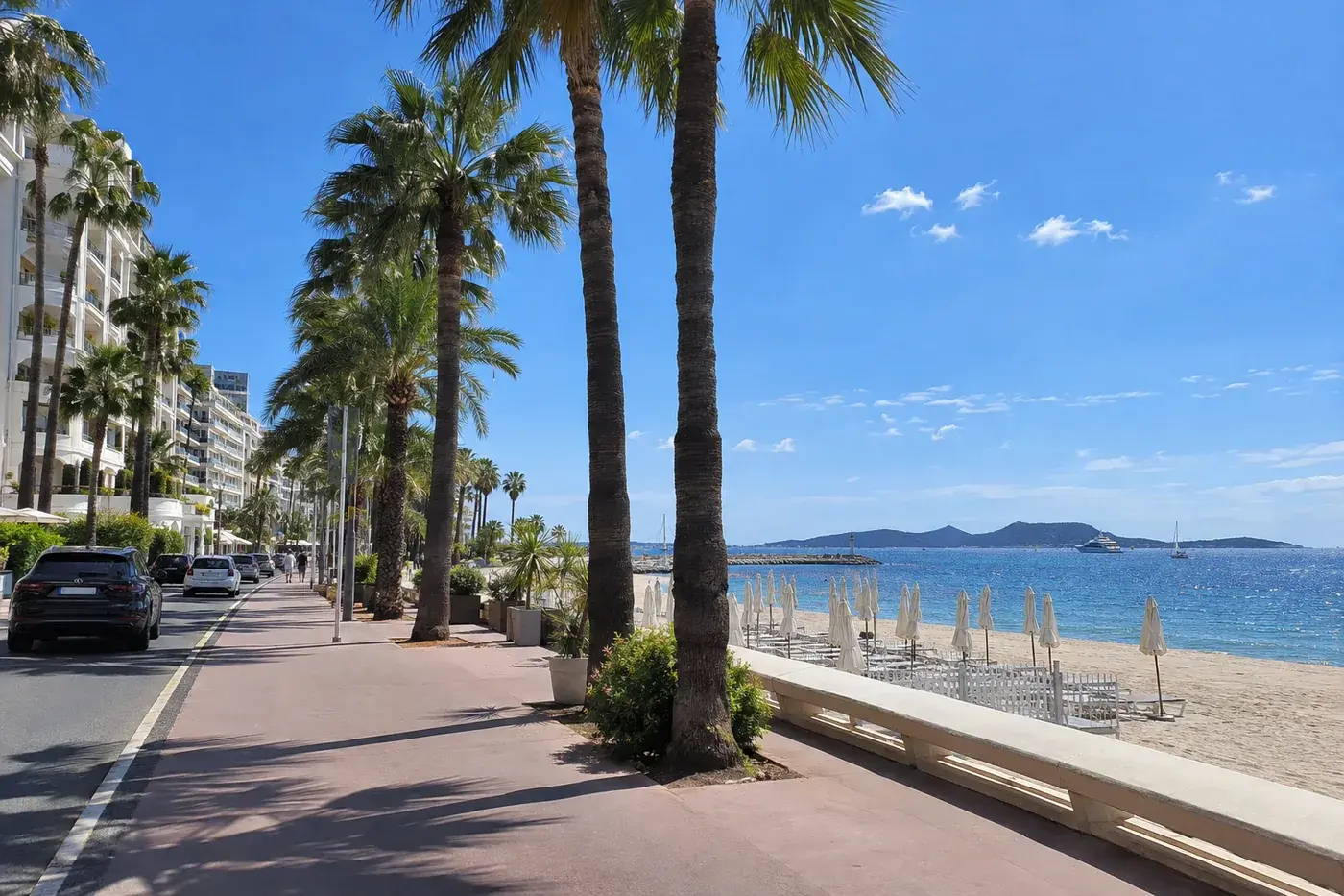 Palm trees along La Croisette in Cannes