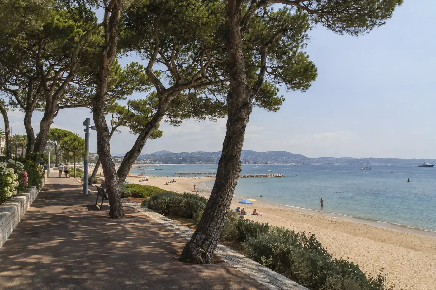 La pinède de Juan-les-Pins, ses grands pins parasols au-dessus de la promenade, la plage de sable et la mer